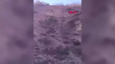 Batman'da Domuz Saldırısı: Besici Yaralandı