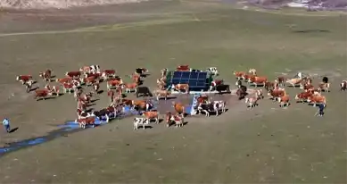 Batman'da Güneş Enerjili Su Projesi Hayvanlara Can Suyu Oluyor
