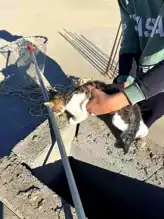Batman'da Talihsiz Kedi Kurtarıldı!