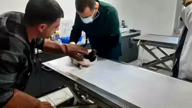 Batman'da Kediye Parke Taşıyla Saldırı!