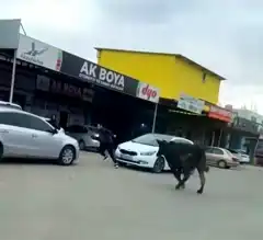 Batman Sanayi Sitesi'nde İnek Panik Yaratıtı!