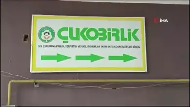 Pamuk Rekoltesi Rekor Seviyede!
