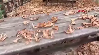 Sason'un Sevek Mesire Alanı Her Mevsim Çekici