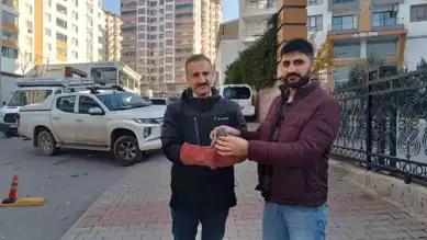 Yaralı Güvercin Tedavi Ediliyor